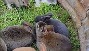 12 Rex Bunnies | Rabbitry
