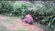 Hedgehog builds a nest in my garden