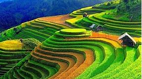 Wonderful Rice Terrace Fields in Mu Cang Chai - Vietnam