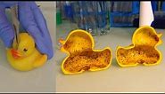 See the Gross Bacteria Lurking in Your Rubber Ducky