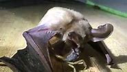 Pallid Bat Eating Scorpion