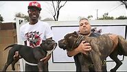 The $75,000 Micro Pit Bull