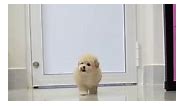 #Poodle #dog #pet #chopoodle #thucung #petlove #pom #phocsoc #pomeranian #puppy | Happy Poodle Shop