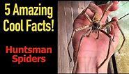 5 Fascinating Facts About Huntsman Spiders