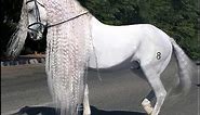 Amazing Horse - Andalusian Horse