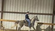 Young and upcoming grey Rocky Mountain stallion owned by Greathouse Stables and trained by Jacob Parks #rockymountainhorse #smooth @janegean0