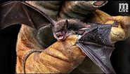 Bats of Michigan