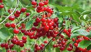 How To Plant And Grow A Cherry Tree  - Bunnings Australia