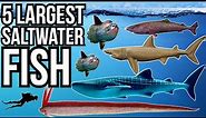 5 Of The Largest Saltwater Fish In The World