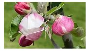 Blooming…my little apple tree🍎 | Plants and gardening