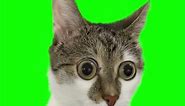 Surprised Cat With Big Eyes - Green Screen