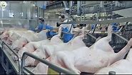 Processes 35,000 Pigs Per Day - Million Dollar Pork Slaughter & Processing Factory