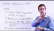 DNA vs RNA (Know These 4 Differences!)