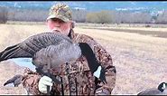 Hunters Showcase with Real Geese Decoys