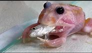 Cute pink frog chasing fish/ Pacman frog , African bullfrog【LIVE FEEDING】