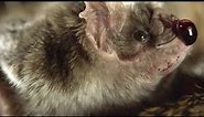 How vampire bats survive on a diet of blood