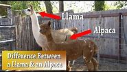 Llama vs Alpaca | Whats the difference