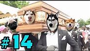 Dancing Funeral Coffin Meme - 🐶 Dogs and 😻 Cats Version #14