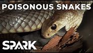 Australia's Most Poisonous Snakes | World's Worst Venom | Spark