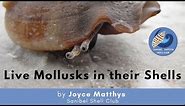 Live Mollusks in their Shells