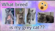 What breed is my cat?? | Different kinds of grey cats | Traits and Characteristics