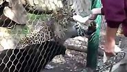 Zookeeper Gets Clawed By A Black Panther