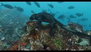 Marine Iguana by Kip Evans