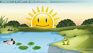 Pond Ecosystem Lesson for Kids