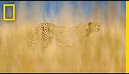 Frans Lanting & Christine Eckstrom: Cheetahs on the Brink | Nat Geo Live