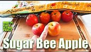 Organic Sugar Bee Apple TASTE and REVIEW / THESE ARE AMAZING / GUESS the BRIX?