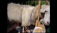 How to Comb Cashmere Goats