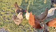 George said, “wake up, yall!!” #goodmorning #rooster #yardpimp #morningmotivation #morningroutine #morningvibes #silkiechicken #silkies #petchickens #backyardchickens #freerange #crow #roostercrow #sunriseoftheday #sundayfunday | The Dam Farm