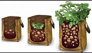 How To Grow Potatoes in A Bag