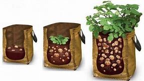 How To Grow Potatoes in A Bag