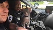 Police Officers Gush Over Their New Adopted Kitten Recruit