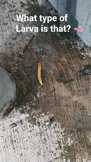 What type of Larva is this?#worms#tapeworm#insectsoftheworld#gross#nature#naturelover#inquisitive