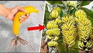 How to Grow Banana Tree From Banana 🍌 REAL Banana Farm method you can try in your garden