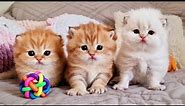 These three fluffy Antidepressants you need to take ASAP! 😻 Cute kittens