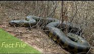 Green Anaconda Fact File - Reptiles & Amphibians