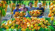 RIPE RED PAPAYA FRUITS | Farm Fresh Red Lady Papaya's Harvesting and Eating in our Papaya Garden