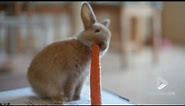 Adorable bunny eating a carrot || Viral Video UK