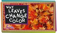 Why Do Leaves Change Colors in the Fall? | Biology for Kids | SciShow Kids