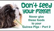 What FOODS Can a Guinea Pig NOT Eat? | Human Foods NOT for Guinea Pigs! | BAD Foods for Piggies