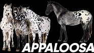 Equine 411: Appaloosa