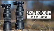 SIGMA 150-600mm on SONY A6000 (Lens Review on APSC)