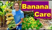 5 BANANA CARE TIPS | Harvesting, Cloning, Transplanting, Feeding & Mulching