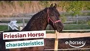 The Friesian horse I characteristics, origin & disciplines