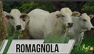 Cattle Breeding: Romagnola, history, characteristics and uses. TvAgro by Juan Gonzalo Angel