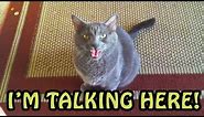 Cats Talking With Their Humans 2018 [NEW]
