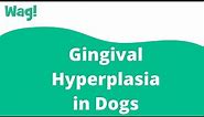 Gingival Hyperplasia in Dogs | Wag!